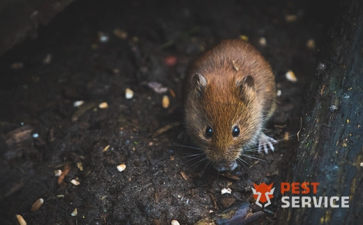 Дератизация в Ульяновске